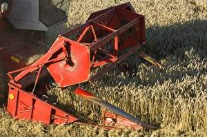 Wheat (Triticum aestivum) crop, Massey Ferguson combine harvester, close-up of header, harvesting ripe field, Sweden