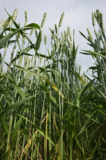 Wheat (Triticum aestivum) crop, ripening ears in flower, Sweden, july