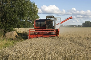 Wheat (Triticum aestivum) crop, Massey Ferguson combine harvester harvesting ripe field, Sweden