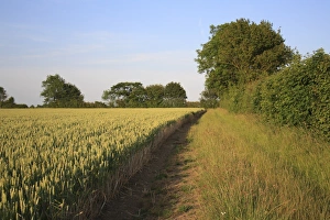 Varieties Prints: Wheat (Triticum aestivum) JB Diego Winter Wheat