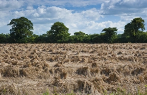 Damp Prints: Wheat (Triticum aestivum) lodged crop