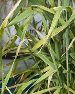 Lacking Prints: Wheat (Triticum aestivum) magnesium deficiency, close-up of leaves
