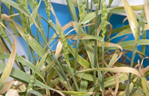 Wheat (Triticum aestivum) potassium deficiency, close-up of ripening ears