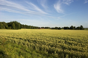 Ripen Prints: Wheat (Triticum aestivum) ripening crop in field