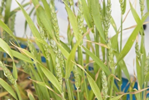 Lacking Prints: Wheat (Triticum aestivum) sulphur deficiency, close-up of ripening ears
