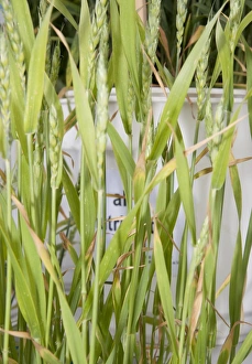 Wheat (Triticum aestivum) sulphur deficiency, close-up of ripening ears
