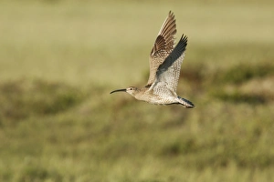 Whimbrel (Numenius phaeopus) adult, in flight, Iceland, June