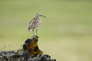 Whimbrel (Numenius phaeopus) adult, standing on lava rock, Iceland, June