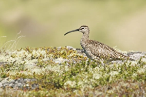Whimbrel (Numenius phaeopus) adult, standing on tundra breeding ground, Iceland, June
