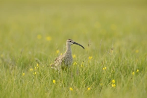 Whimbrel (Numenius phaeopus) adult, standing amongst grass, Iceland, July