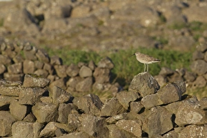 Whimbrel (Numenius phaeopus) adult, standing on stone wall in evening sunlight, Reykjanes, Reykjanesskagi, Iceland