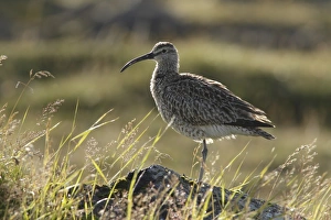 Whimbrel (Numenius phaeopus) adult, standing on rock amongst grass, Reykjanes, Reykjanesskagi, Iceland, August