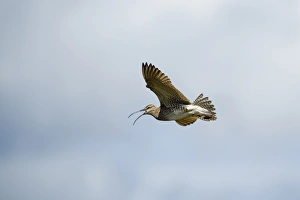 Hudsonian Curlew Prints: Whimbrel (Numenius phaeopus) adult, calling in flight, Shetland Islands, Scotland, june