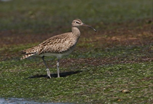 Whimbrel (Numenius phaeopus) adult, walking on intertidal flats, Ria Formosa N. P. Algarve, Portugal, april