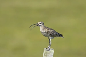 Mainland Prints: Whimbrel (Numenius phaeopus) adult