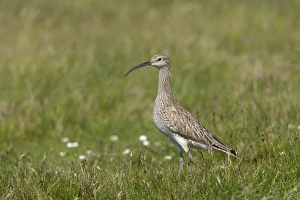 Hudsonian Curlew Prints: Whimbrel (Numenius phaeopus) adult, standing, Mainland, Shetland Islands, Scotland