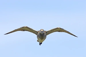 Hudsonian Curlew Prints: Whimbrel (Numenius phaeopus) adult, in flight, Mainland, Shetland Islands, Scotland