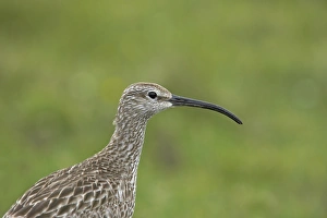 Whimbrel (Numenius phaeopus) adult, close-up of head and neck, Mainland, Shetland Islands, Scotland