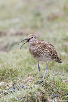 Whimbrel (Numenius phaeopus) adult, calling, walking on dewy grass, Shetland Islands, Scotland, june