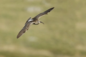 Whimbrel (Numenius phaeopus) adult, calling in flight, Shetland Islands, Scotland, June