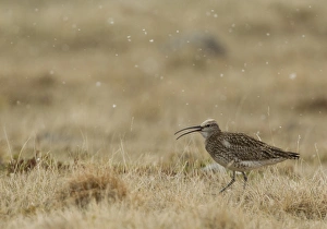 Snow Falls Prints: Whimbrel (Numenius phaeopus) adult