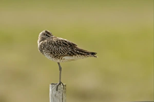 Whimbrel (Numenius phaeopus) adult, roosting with beak tucked under wing, standing on fencepost, Iceland, June