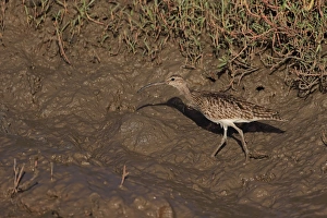 Hudsonian Curlew Prints: Whimbrel (Numenius phaeopus) adult, foraging on mud, Gambia, January