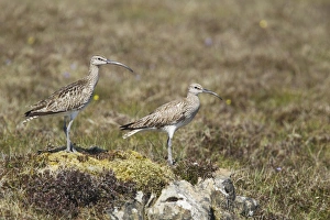 Moor Land Prints: Whimbrel (Numenius phaeopus) adult pair