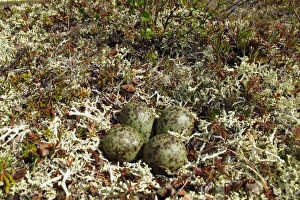 Alaskan Prints: Whimbrel (Numenius phaeopus) four eggs in nest