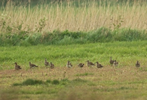 Waders Prints: Whimbrel (Numenius phaeopus) flock