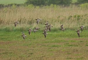Whimbrel (Numenius phaeopus) flock, with Eurasian Curlew (Numenius arquata) adult