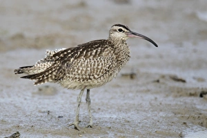 Deep Bay Prints: Whimbrel (Numenius phaeopus variegatus) adult
