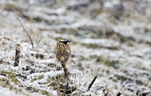 Blizzard Prints: Whinchat (Saxicola rubetra) adult male