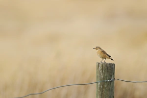 Steppes Prints: Whinchat (Saxicola rubetra) immature, perched on fencepost, Spain, august