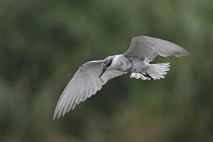 Oriental Prints: Whiskered Tern (Chlidonias hybrida) adult