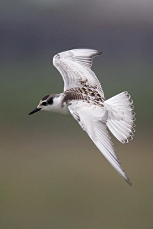 Oriental Prints: Whiskered Tern (Chlidonias hybrida) juvenile, in flight, Hong Kong, China, September