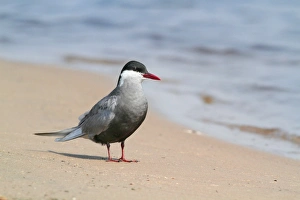 Whiskered Tern (Chlidonias hybridus) adult, breeding plumage, standing on sandy riverbank, Chobe N. P. Botswana