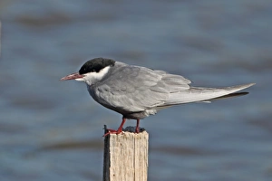 Whiskered Tern (Chlidonias hybridus) adult, summer plumage, standing on post beside water, Lesvos, Greece, april