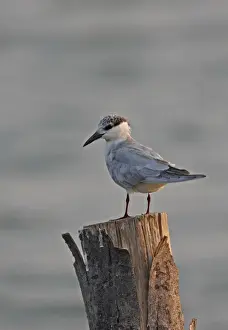 Winters Prints: Whiskered Tern (Chlidonias hybridus javanicus) adult