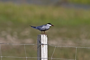 Donana Prints: Whiskered Tern on fence post, Coto Donana, Spain