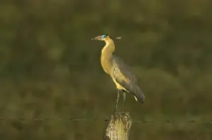 Whistling Heron (Syrigma sibilatrix fostersmithi) adult, standing on fencepost, Venezuela