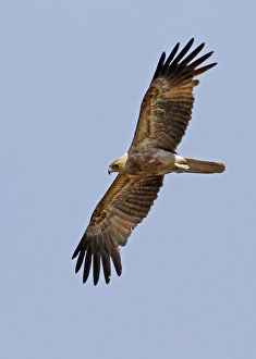 Kites Prints: Whistling Kite (Haliastur sphenurus) immature