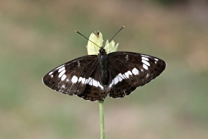 White Admiral (Limenitis camilla) adult, resting on flowerhead, Warwickshire, England, july