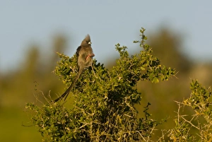 White-backed Mousebird (Colius colius) adult, perched in bush, Western Cape Province, South Africa, August