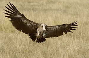 White-backed Vulture (Gyps africanus) adult, in flight, landing, Masai Mara, Kenya