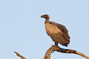 Scavenger Prints: White-backed Vulture (Gyps africanus) adult