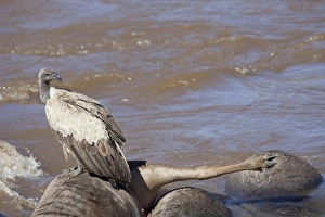 White-backed Vulture (Gyps africanus) adult, feeding on drowned Blue Wildebeest (Connochaetus taurinus)