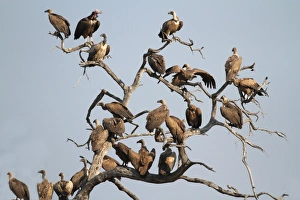 Chobe Prints: White-backed Vulture (Gyps africanus) flock