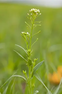 Weeds Prints: White Ball Mustard (Calepina irregularis) flowering, growing as weed, Italy, april