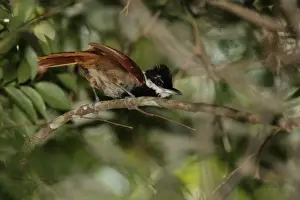 Sub Tropical Prints: White-bearded Antshrike (Biatas nigropectus) adult male